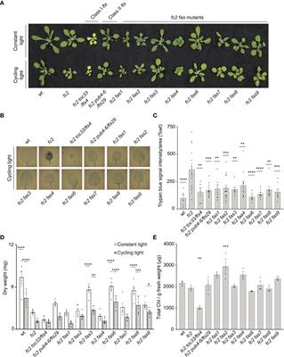 A genetic screen for dominant chloroplast reactive oxygen species signaling mutants reveals life stage-specific singlet oxygen signaling networks